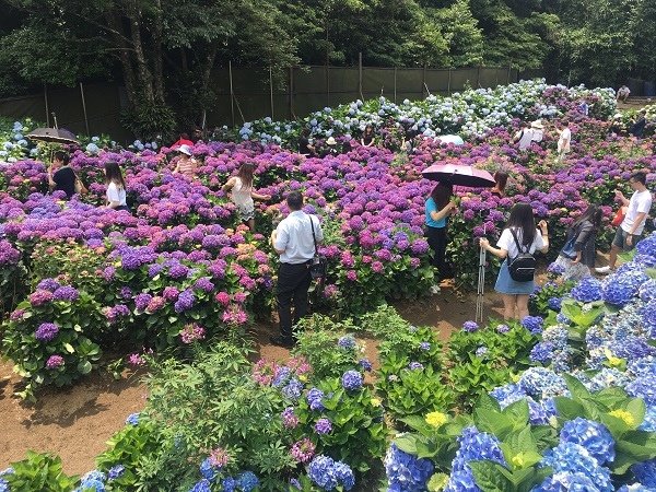 繡球花_20_繡球花