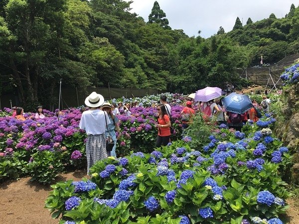 繡球花_22_繡球花