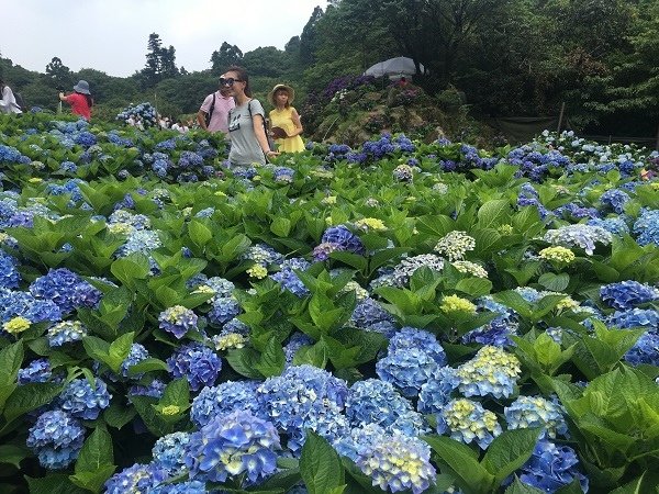 繡球花_23_繡球花