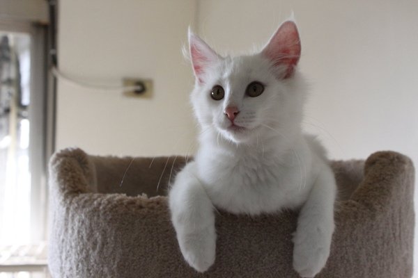 Bianca - 5 months 1.jpg
