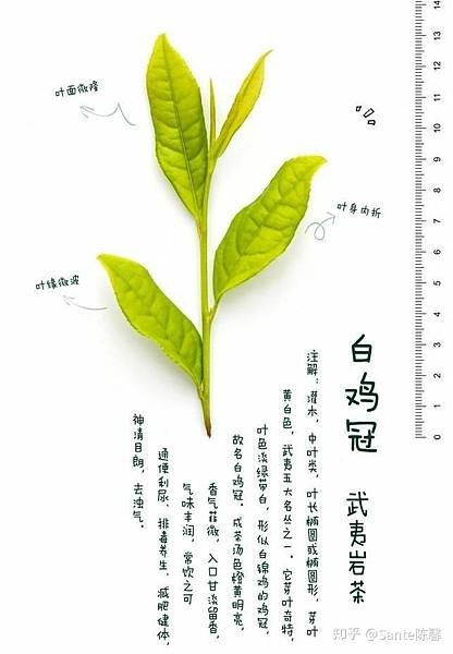 #武夷岩茶#武夷岩茶泡茶#什麼是武夷岩茶#武夷岩茶五大名欉#五大名叢#四大名叢#四大名欉#武夷岩茶四大名欉#武夷岩茶泡法#武夷岩茶是什麼#武夷岩茶價錢#武夷岩茶特色#武夷岩茶購買#武夷岩茶種類#武夷岩茶地區#武夷岩茶等級#武夷岩茶挑選#武夷岩茶比較#武夷岩茶功效#武夷岩茶肉桂3.jpg