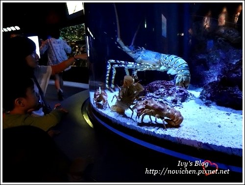 水族館_57
