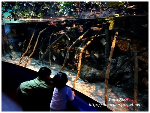 水族館_58