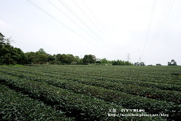 仁和步道賞桐花_12.JPG