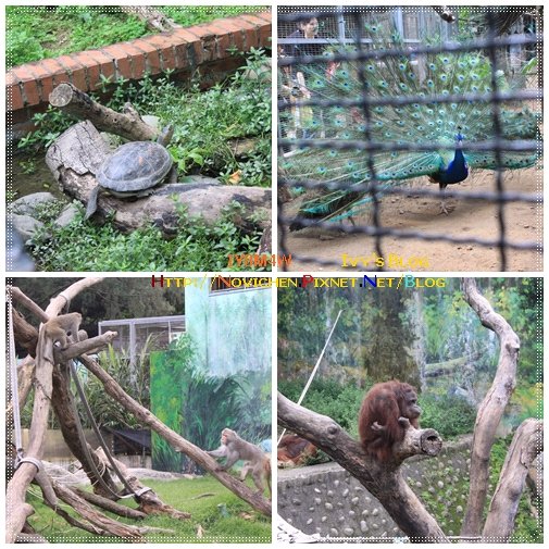 [1Y8M4W] 0417 新竹動物園_3.JPG