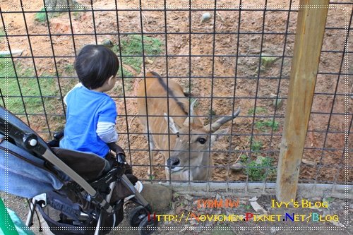 [1Y8M4W] 0417 新竹動物園_5.JPG