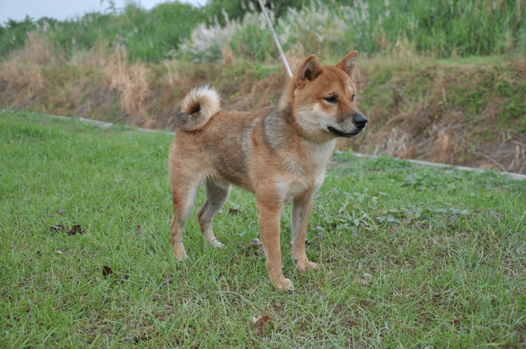 木の春風號(富成犬舍) 