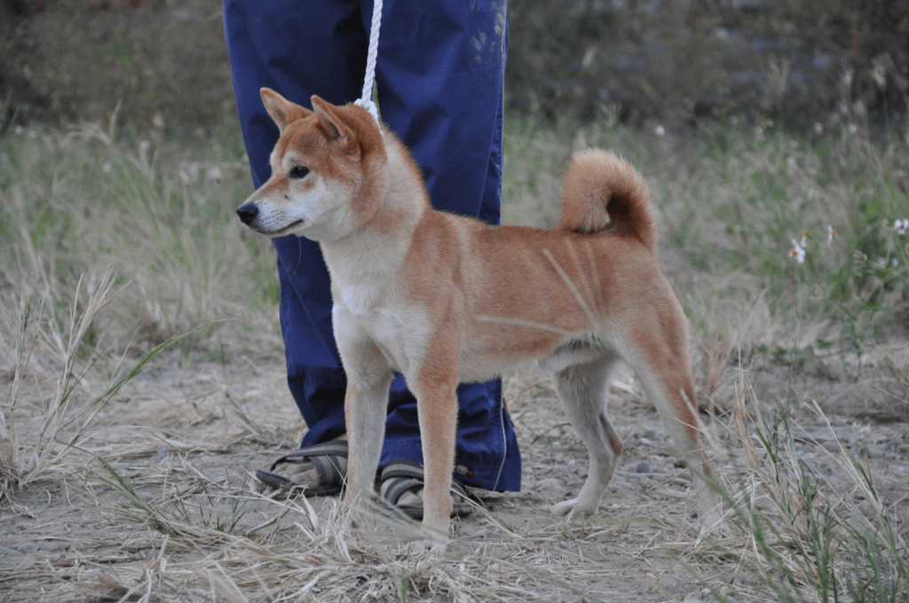 木の千扇號(富成犬舍)