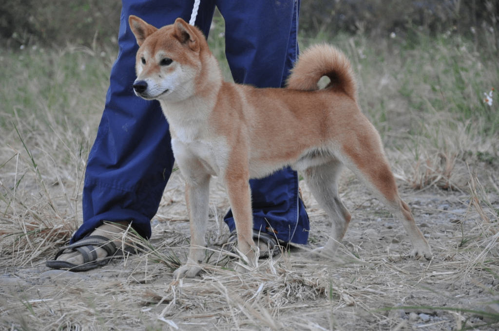 木の千扇號(富成犬舍)