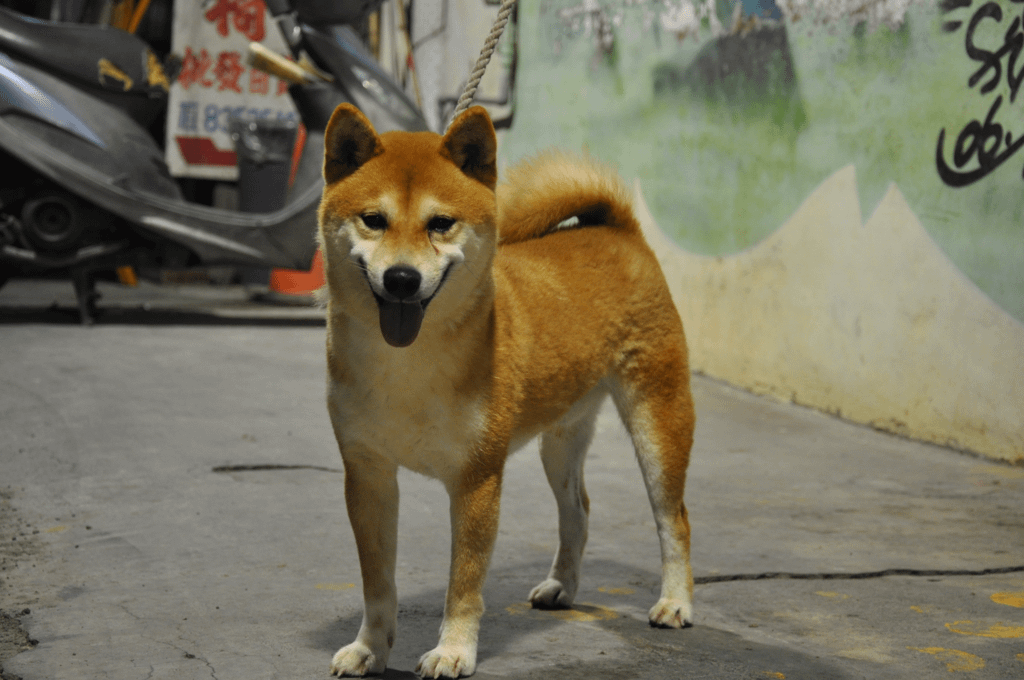 木の將竜號(富成犬舍)