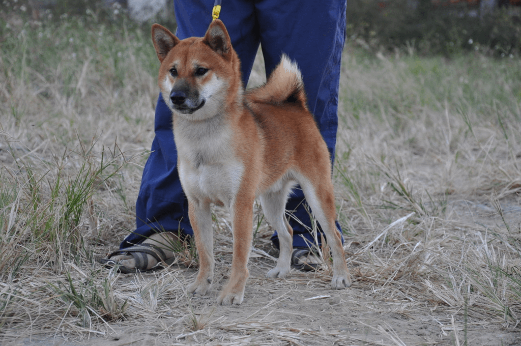 木の情風號(富成犬舍)