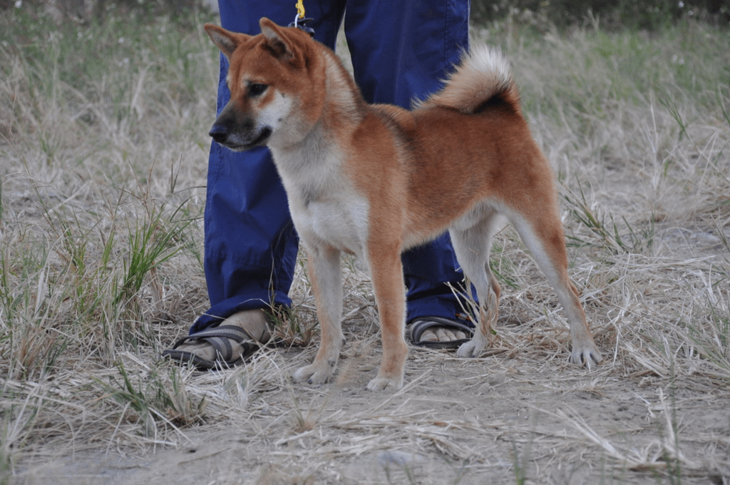 木の晴風號(富成犬舍)
