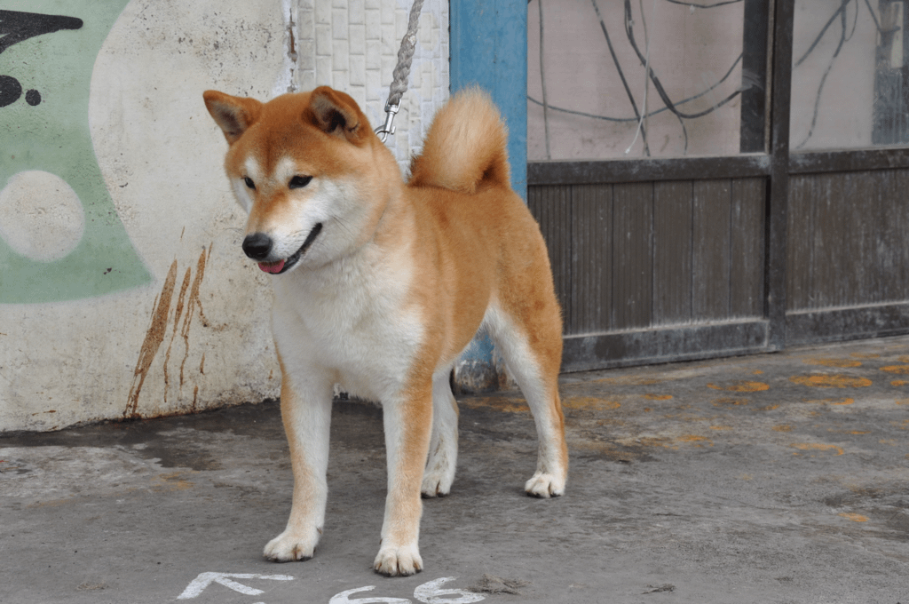 木の瑜扇號(富成犬舍)