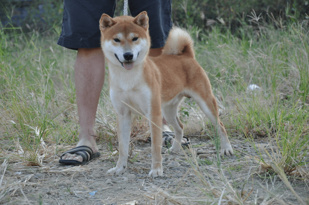 木の福櫻號(富成犬舍)