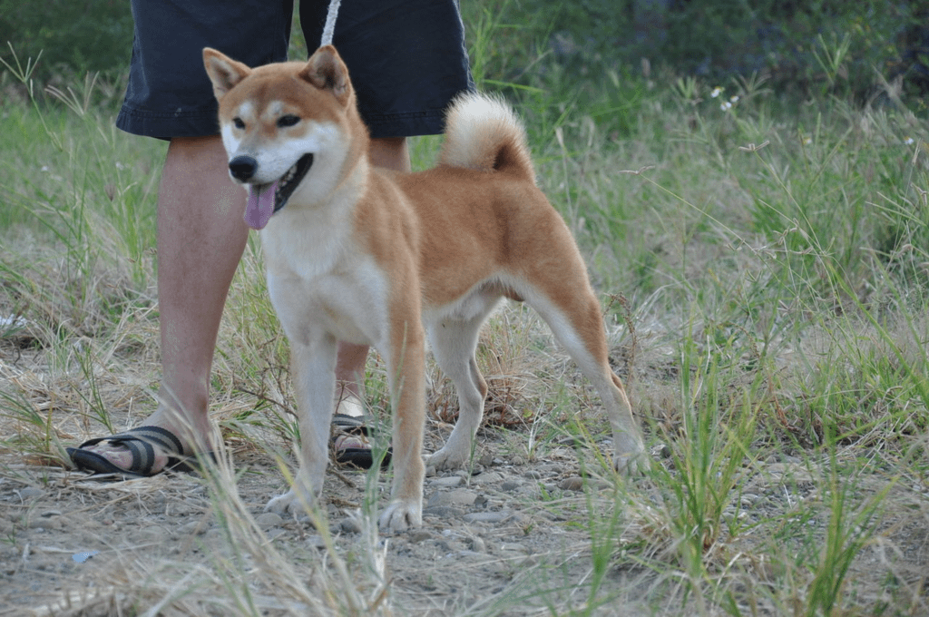 木の福櫻號(富成犬舍)