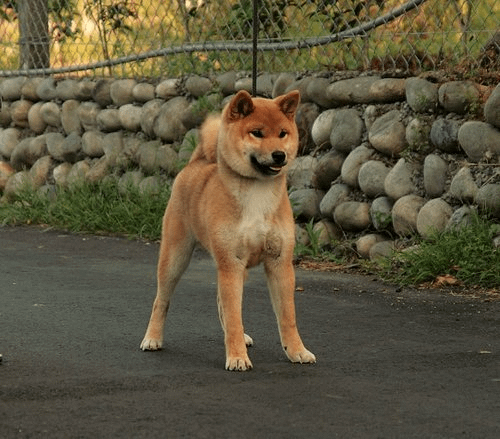 武藏號(旭川犬舍)