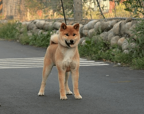 武藏號(旭川犬舍)