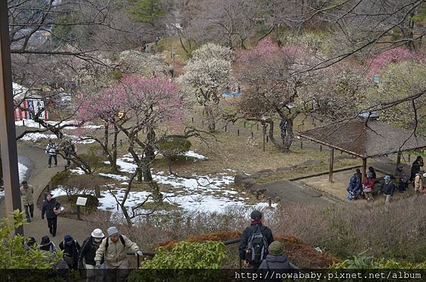 10大倉山公園賞梅花.JPG