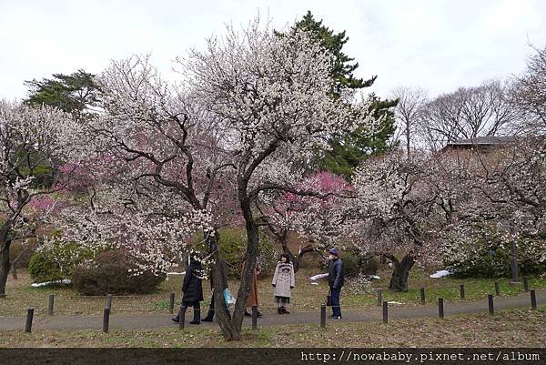 11大倉山公園賞梅花.JPG
