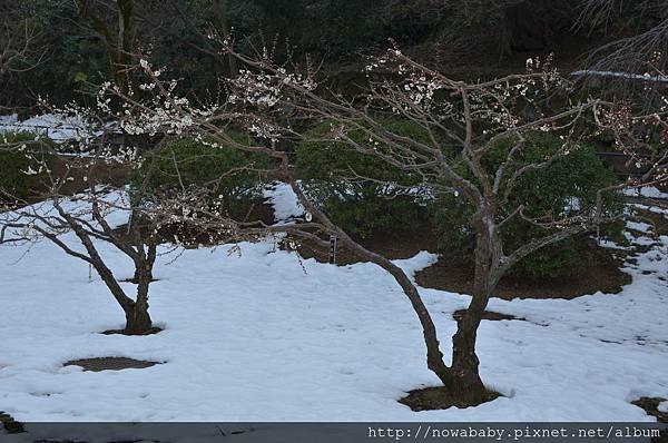 18大倉山公園賞梅花.JPG