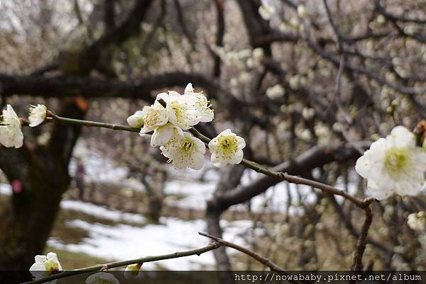 20大倉山公園賞梅花.JPG