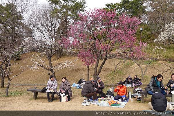 23大倉山公園賞梅花.JPG