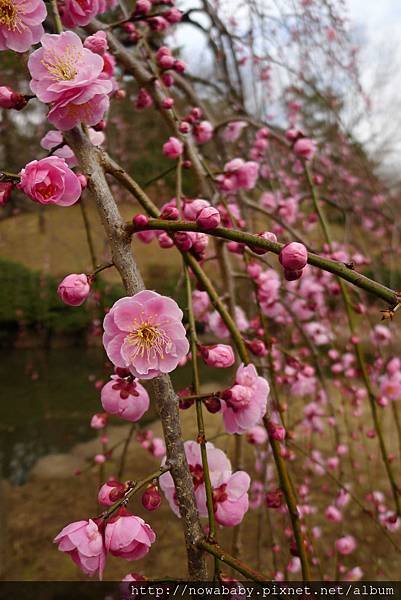 25大倉山公園賞梅花.JPG