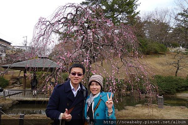26大倉山公園賞梅花.JPG