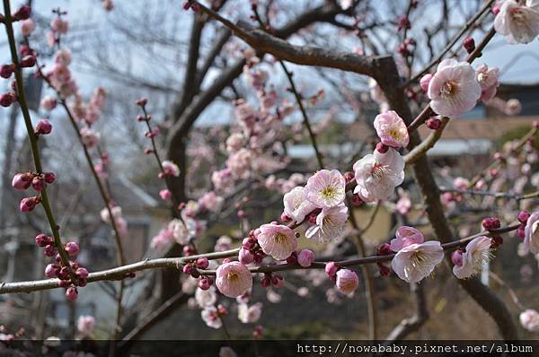 29大倉山公園賞梅花.JPG