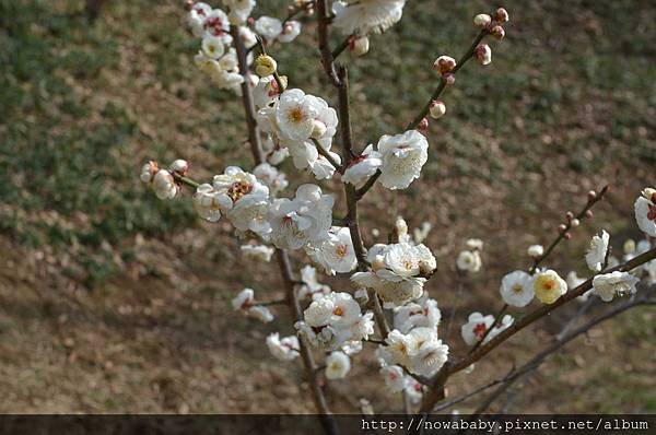 32大倉山公園賞梅花.JPG