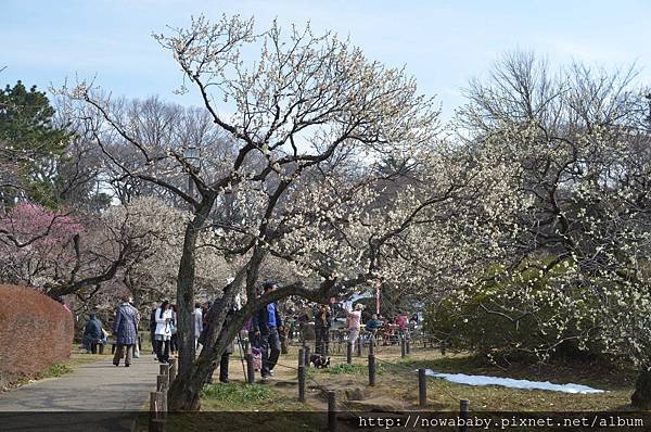 35大倉山公園賞梅花.JPG