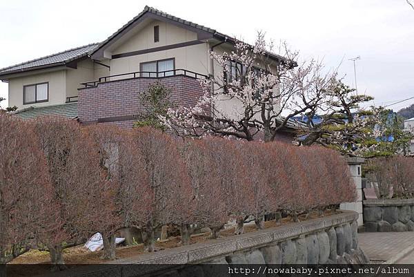 12往中河原梅林.JPG