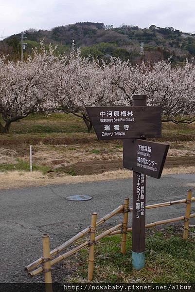 26往中河原梅林.JPG