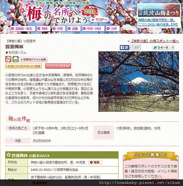 曾我梅林in rurubu.jpg