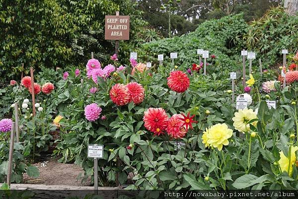 35Golden Gate Park.JPG