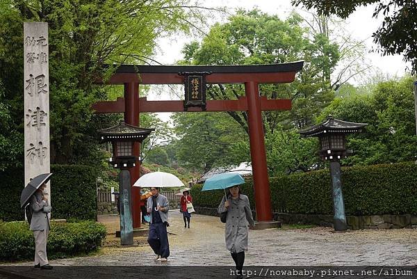 50根津神社看杜鵑.JPG