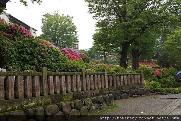 52根津神社看杜鵑.JPG