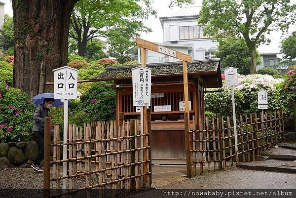 55根津神社看杜鵑.JPG