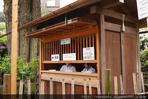 56根津神社看杜鵑.JPG