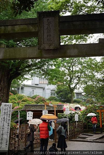 59根津神社看杜鵑.JPG