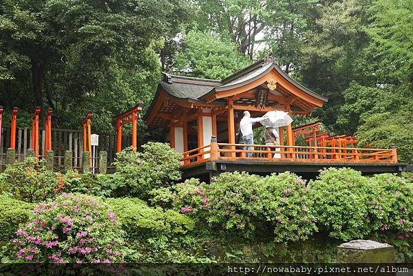 61根津神社看杜鵑.JPG