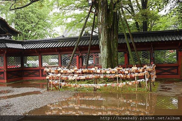 64根津神社看杜鵑.JPG