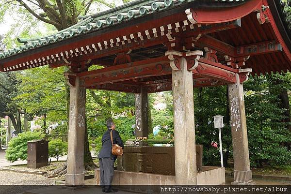 66根津神社看杜鵑.JPG