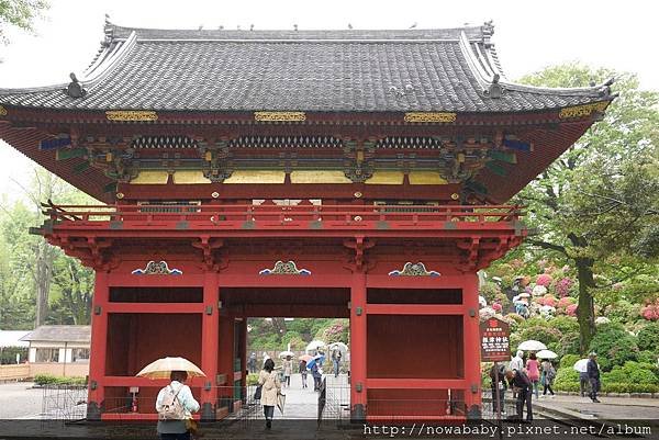 67根津神社看杜鵑.JPG