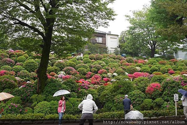 68根津神社看杜鵑.JPG