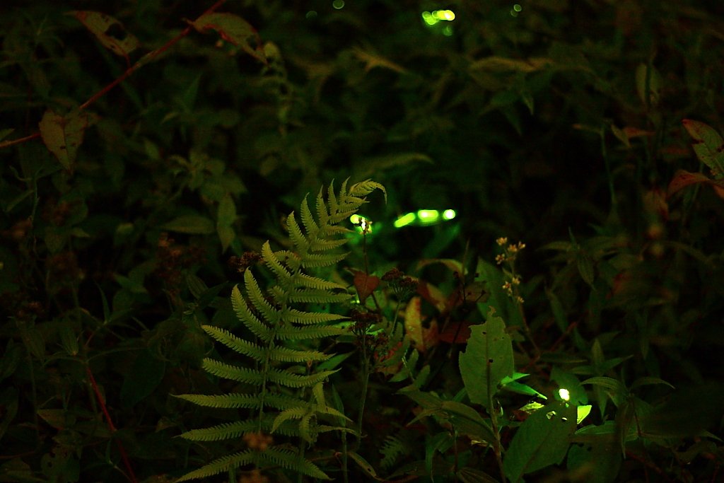 下一張(熱鍵:c)