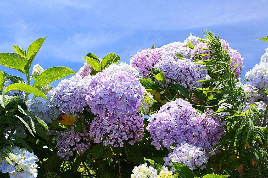 IMG_7660.JPG