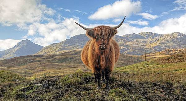 scotland-gm-crops.jpg