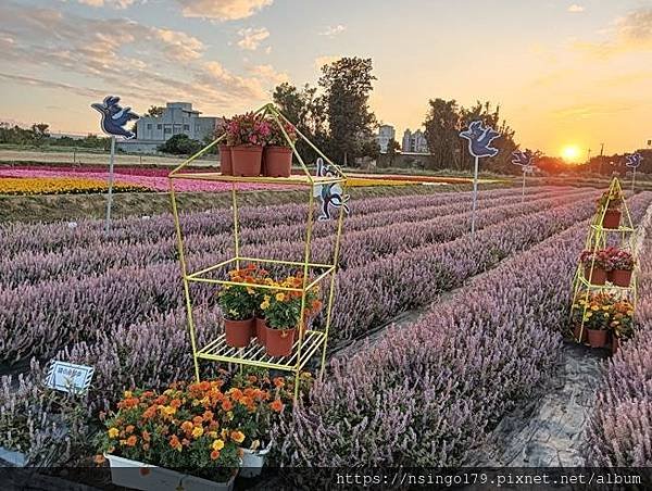 2023桃園仙草嘉年華之花心筆記