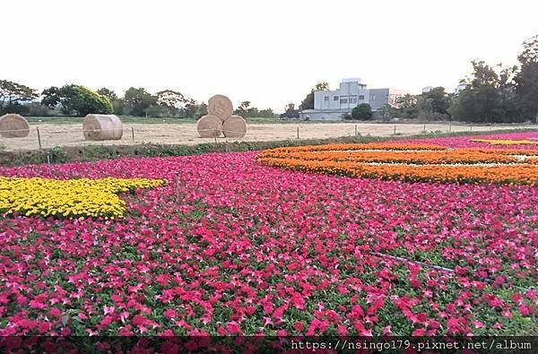 2023桃園仙草嘉年華之花心筆記